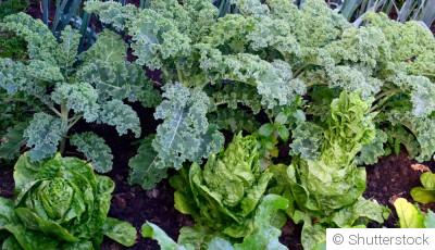 Potager en hiver : que planter, récolter et préparer pour un printemps réussi