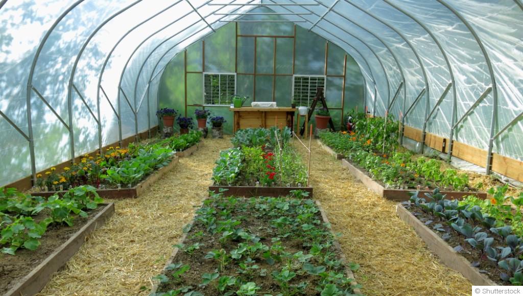 Serre et tunnel en hiver : bien les utiliser au potager