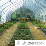 Serre et tunnel en hiver : bien les utiliser au potager