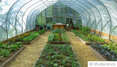 Serre et tunnel en hiver : bien les utiliser au potager