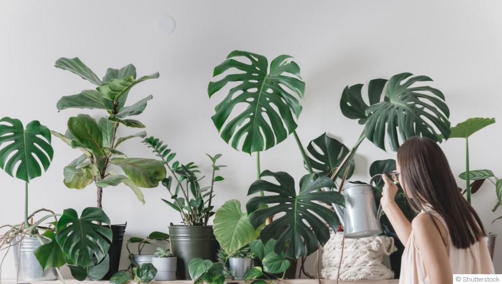 Plantes d’intérieur en hiver : comment les arroser sans les affaiblir