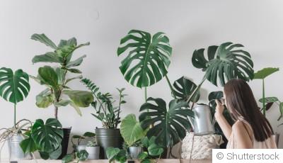 Plantes d’intérieur en hiver : comment les arroser sans les affaiblir