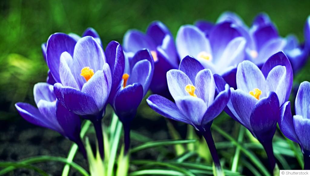 Bulbes à fleurs : que faire en hiver pour ne pas les perdre