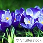 Bulbes à fleurs : que faire en hiver pour ne pas les perdre