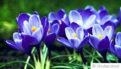 Bulbes à fleurs : que faire en hiver pour ne pas les perdre