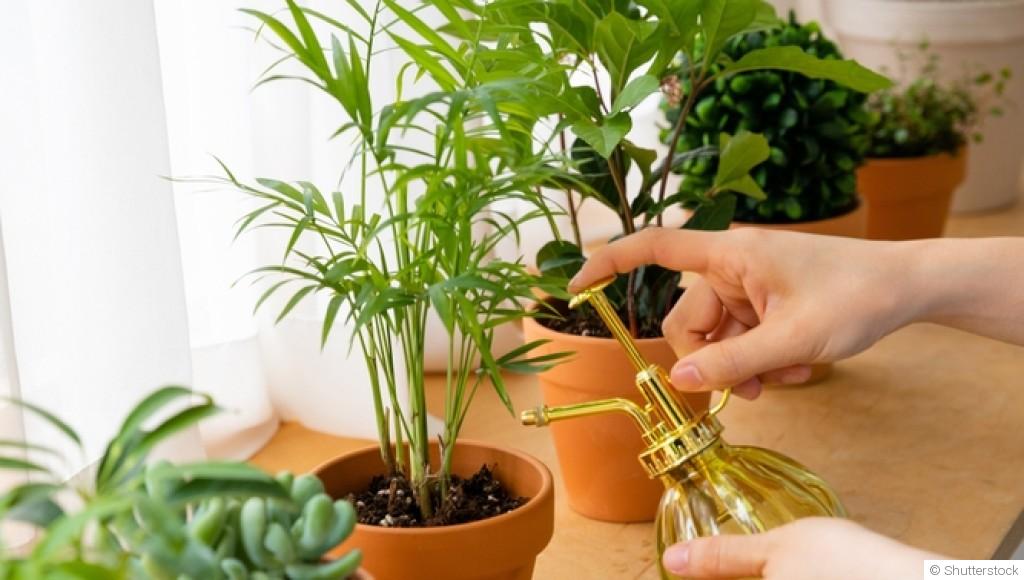 Comment réveiller les plantes après la période hivernale