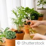 Comment réveiller les plantes après la période hivernale