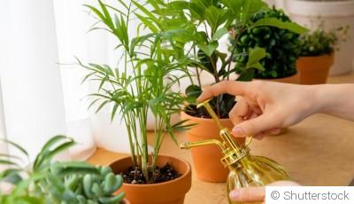 Comment réveiller les plantes après la période hivernale