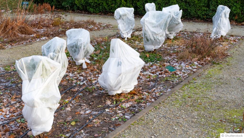 Hiver au potager : paillage, voile et cloche, quelle protection choisir ?