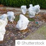 Hiver au potager : paillage, voile et cloche, quelle protection choisir ?