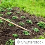 Amendement du sol du potager : que faire en fin d’hiver