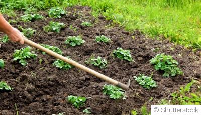 Amendement du sol du potager : que faire en fin d’hiver