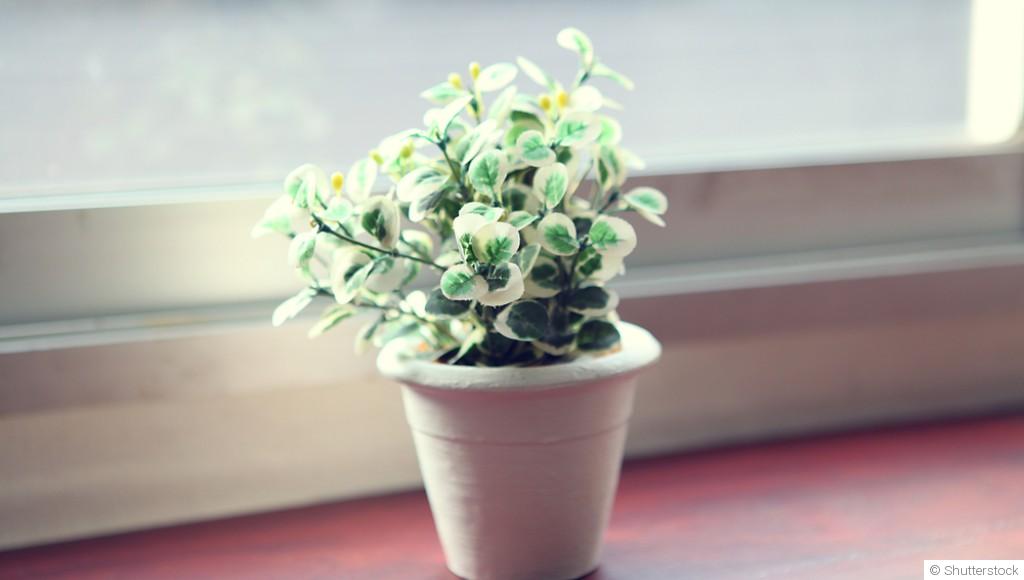 Les erreurs courantes avec les plantes d’intérieur en période hivernale