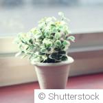 Les erreurs courantes avec les plantes d’intérieur en période hivernale