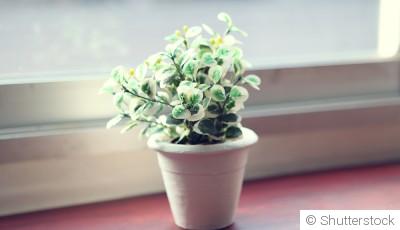 Les erreurs courantes avec les plantes d’intérieur en période hivernale