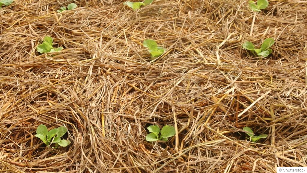 Paillage hivernal : pourquoi et comment bien le faire