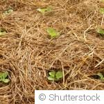 Paillage hivernal : pourquoi et comment bien le faire