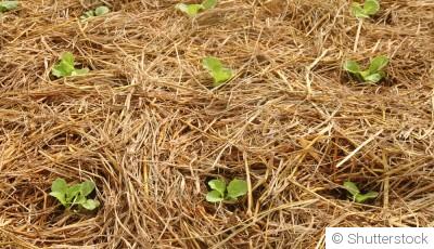 Paillage hivernal : pourquoi et comment bien le faire