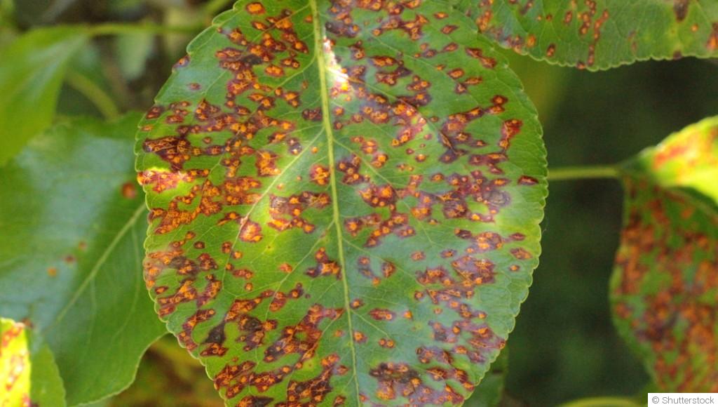 Maladies des plantes en hiver : comment les prévenir efficacement