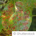 Maladies des plantes en hiver : comment les prévenir efficacement