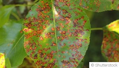 Maladies des plantes en hiver : comment les prévenir efficacement