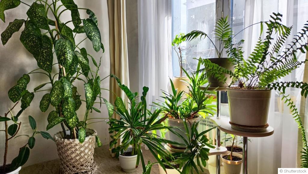 Plantes d’intérieur : soins essentiels après l’hiver