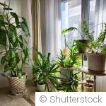 Plantes d’intérieur : soins essentiels après l’hiver