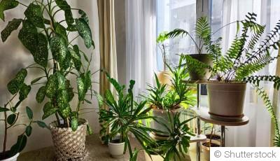 Plantes d’intérieur : soins essentiels après l’hiver
