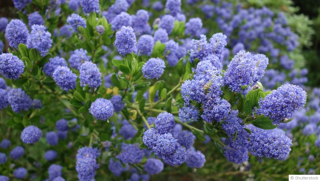 Plantes résistantes au froid : lesquelles planter dès février