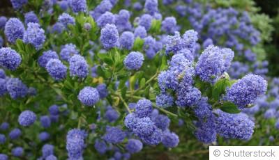 Plantes résistantes au froid : lesquelles planter dès février