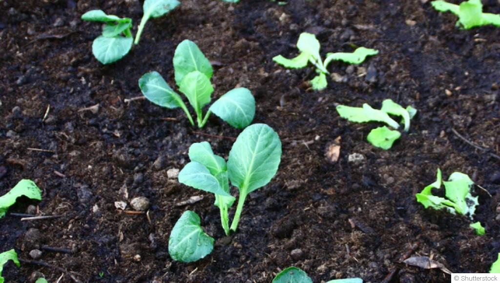 Potager en février : les semis à faire sous abri