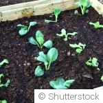 Potager en février : les semis à faire sous abri