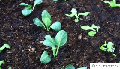 Potager en février : les semis à faire sous abri