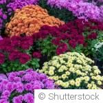 Préparer ses massifs fleuris dès février pour une belle floraison