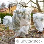 Comment protéger les fleurs du jardin contre les dernières gelées