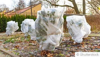 Comment protéger les fleurs du jardin contre les dernières gelées