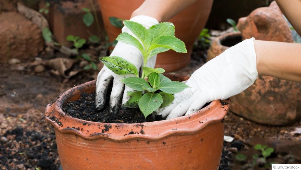 Rempotage en février : quelles plantes sont concernées ?