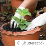 Rempotage en février : quelles plantes sont concernées ?