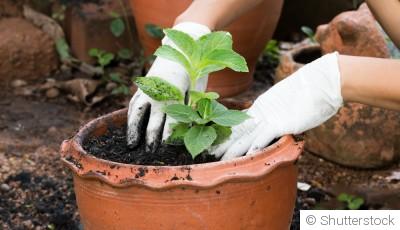 Rempotage en février : quelles plantes sont concernées ?