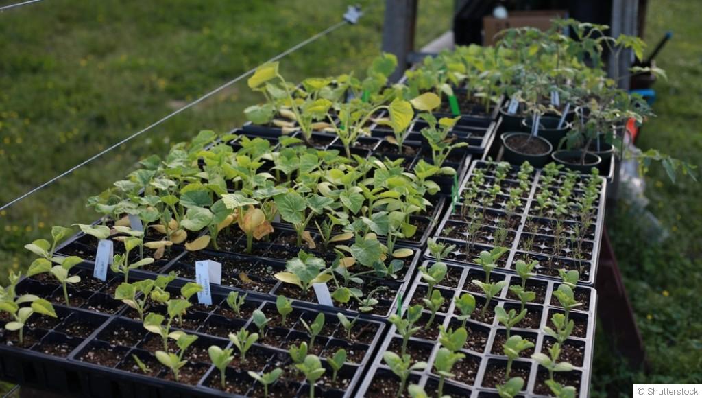 Semis de fleurs en février : lesquelles réussir sous abri