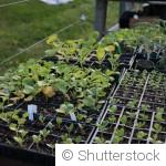 Semis de fleurs en février : lesquelles réussir sous abri