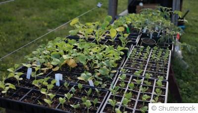 Semis de fleurs en février : lesquelles réussir sous abri