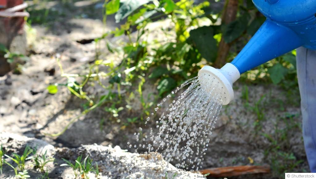 Arrosage des plantes en hiver : quand, comment et pourquoi