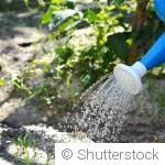 Arrosage des plantes en hiver : quand, comment et pourquoi