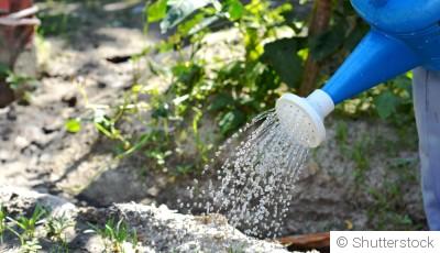 Arrosage des plantes en hiver : quand, comment et pourquoi