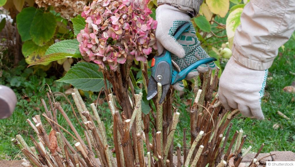 Quand et comment tailler les fleurs avant l’hiver