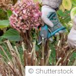 Quand et comment tailler les fleurs avant l’hiver