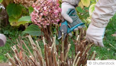 Quand et comment tailler les fleurs avant l’hiver