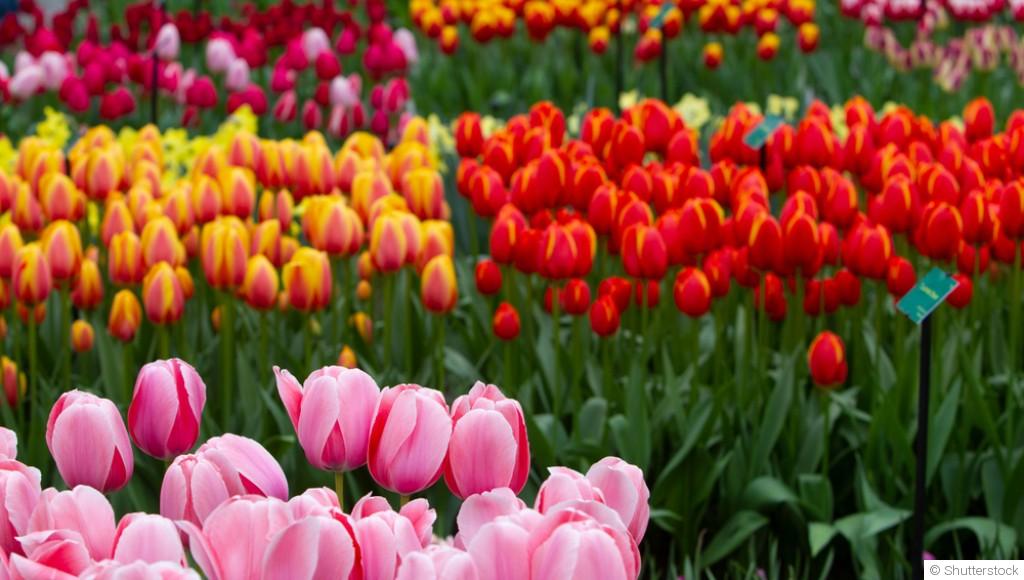 Bulbes de printemps : entretien et conseils pour une belle floraison