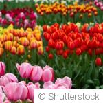 Bulbes de printemps : entretien et conseils pour une belle floraison